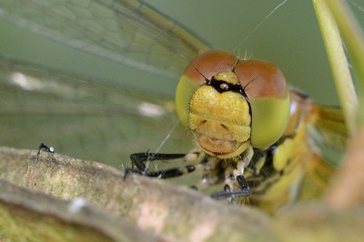 Sympetrum da ID